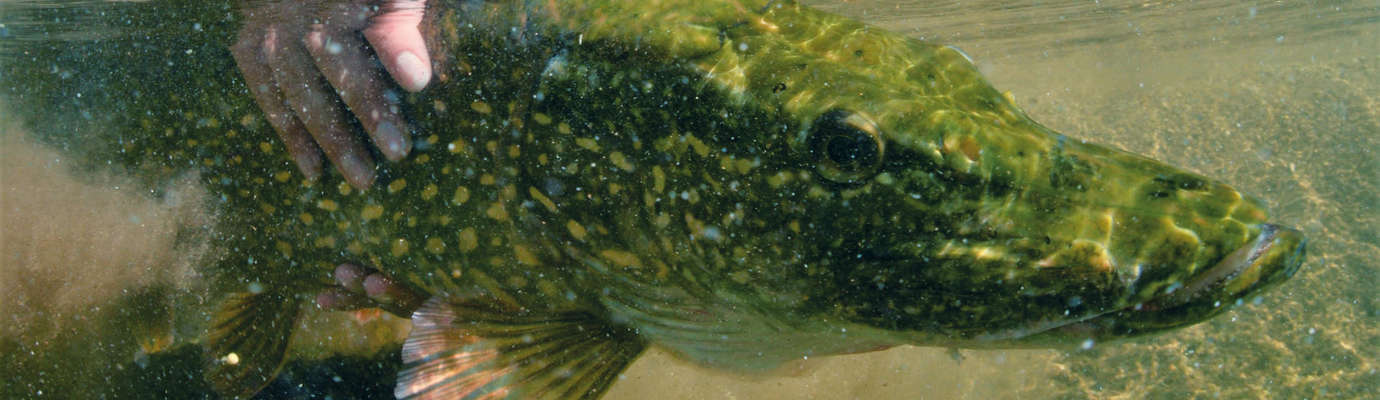 Ouverture de la pêche du brochet : les pratiquants retrouvent l'un de leurs  carnassiers favoris le 29 avril ! - Fédération Nationale de la Pêche en  France