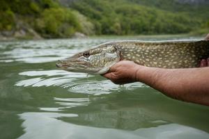 Mardi 1er mai, ouverture de la pêche du brochet : c’est parti pour 9 mois de pêche aux carnassiers !