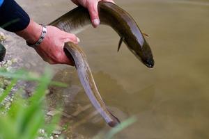 Interdiction de la pêche de l'anguille pour les seuls pêcheurs de loisir : la FNPF obtient le report du projet de décret