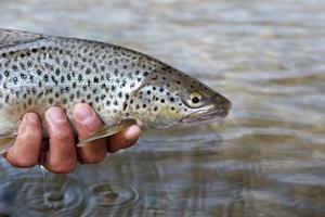 Samedi 10 mars, ouverture de la pêche à la truite : le rendez-vous annuel incontournable des pêcheurs