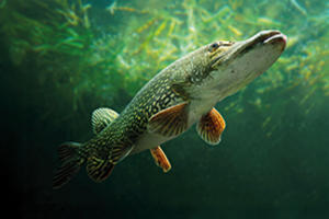 Ouverture de la pêche du brochet : Top départ le 25 avril !