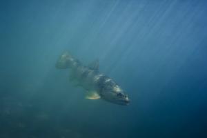 Loi biodiversité : la Fédération Nationale pour la Pêche en France satisfaite et rassurée