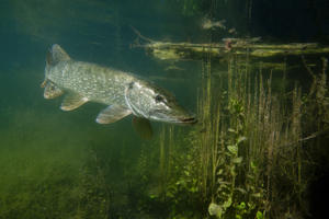 Ouverture de la pêche du brochet : profitez de votre liberté retrouvée !