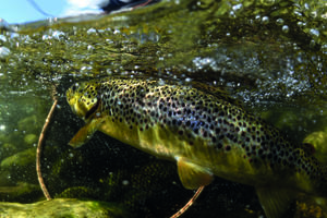 Ouverture de la pêche du brochet : les pratiquants retrouvent l'un de leurs  carnassiers favoris le 29 avril ! - Fédération Nationale de la Pêche en  France