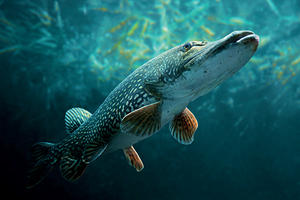 Ouverture de la pêche du brochet : retrouvailles avec le roi des carnassiers le 26 avril !